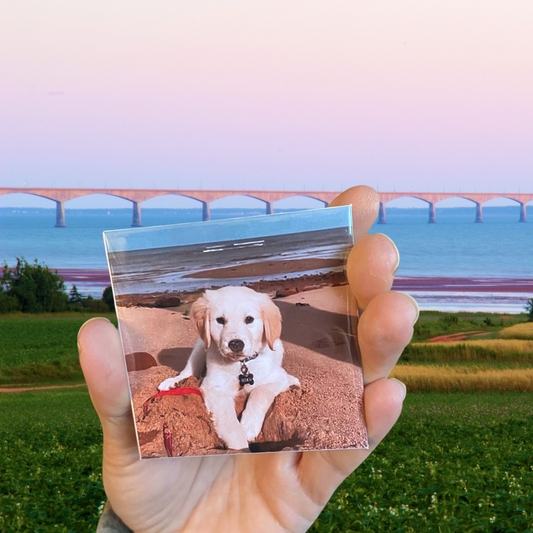 IslandSnaps Magnet Trio - Set of 3